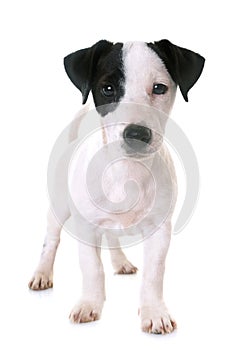 Puppy jack russel terrier