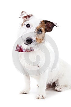 Puppy jack russel terrier dog