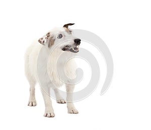 Puppy jack russel terrier dog standing on white