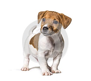 Puppy Jack russel terrier dog, two months old, looking away, isolated