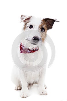 Puppy jack russel terrier dog on a white