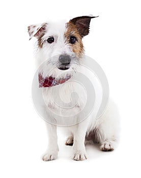 Puppy jack russel terrier dog on a white background