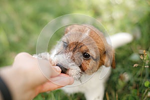 Puppy Jack Russel Terrier in the nature