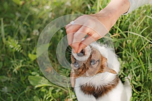 Puppy Jack Russel Terrier in the nature