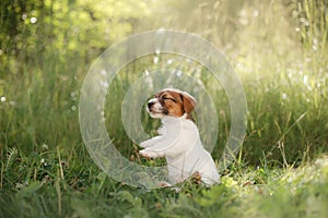 Puppy Jack Russel Terrier in the nature