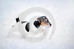 puppy Jack russel terrier playing in winter