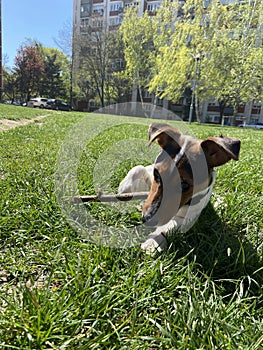 The puppy of a jack russell bears a stick. jack russell lies in the grass.