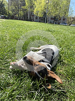 The puppy of a jack russell bears a stick. jack russell lies in the grass.