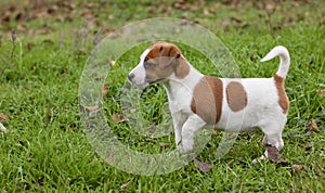 puppy jack russell on the green grass