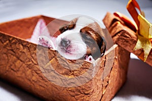 Puppy Of Jack Russell sleep in a gift box