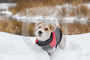 Puppy Jack Russell Terrier. Dog in a jacket stands in white snow