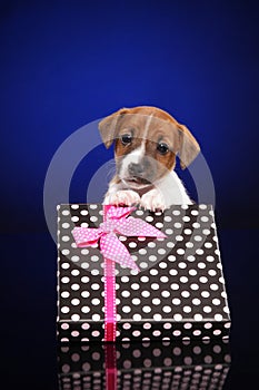 Puppy Jack Russell Terrier in gift box