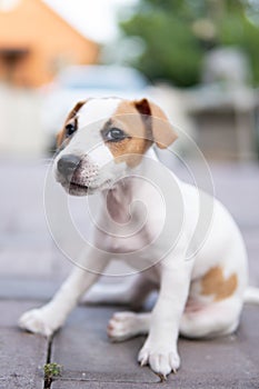 puppy Jack Russell Terrier isolated white background.