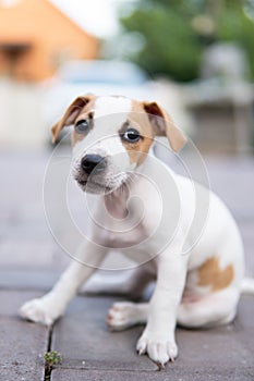 puppy Jack Russell Terrier isolated white background.