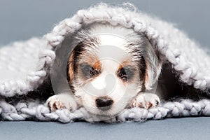 puppy jack russell terrier lies