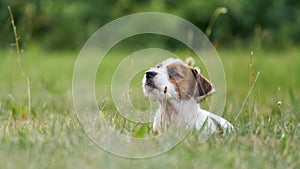 Puppy Jack russell terrier is playing in the garden on the grass.