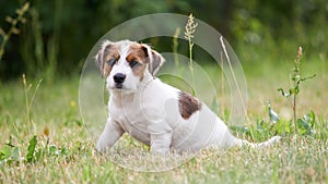 Puppy Jack russell terrier is playing in the garden on the grass.