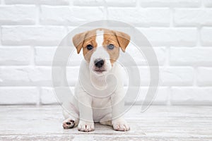 Puppy  Jack russell terrier. Small adorable doggy