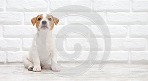 Puppy Jack russell terrier. Small adorable doggy