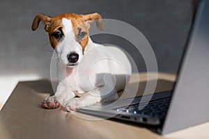 Puppy Jack Russell Terrier works at a laptop. A spoiled pet lies by a portable computer. Humor is a metaphor for the