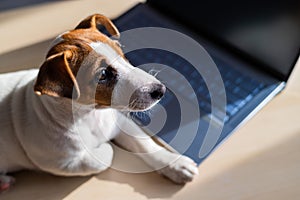 Puppy Jack Russell Terrier works at a laptop. A spoiled pet lies by a portable computer. Humor is a metaphor for the