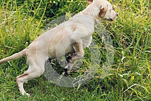 Puppy Jumps Through Grass