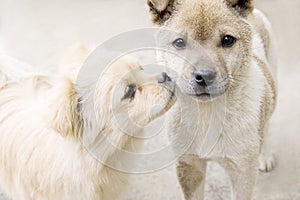 Puppy kiss