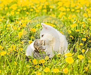 Puppy kisses kitten on the lawn of dandelions