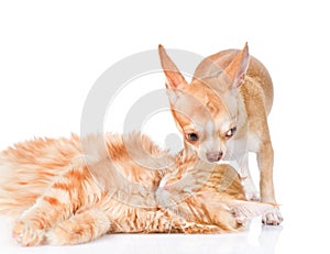Puppy kisses the sleeping cat. isolated on white background