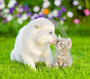 Puppy kissing kitten on green grass