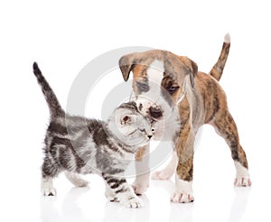 Puppy kissing kitten. isolated on white background