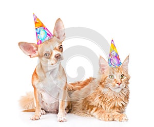 Puppy and kitten in birthday hats looking at camera together. isolated