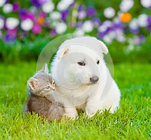 Puppy and kitten on green grass