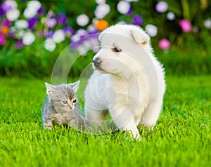 Puppy and kitten on green grass. focosed on cat