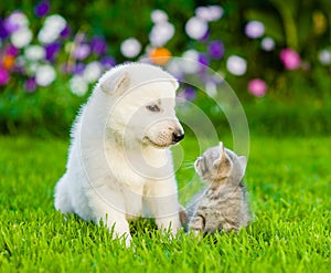 Puppy and kitten on green grass looking at each other