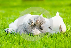 Puppy and kitten having fun on green grass