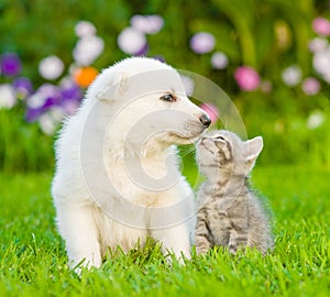 Puppy and kitten kissing on the green lawn