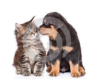 Puppy and kitten looking at each other. isolated on white background