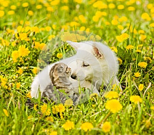 Puppy and kitten looking at each other, sitting on green grass