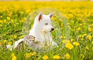 Puppy and kitten lying on dandelion field together