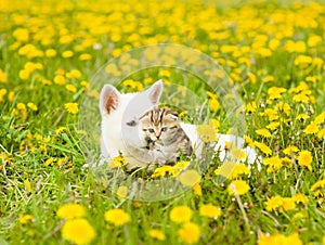 Puppy and kitten lying on a field of flowers