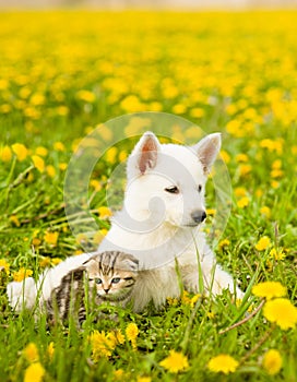 Puppy and kitten lying together on a dandelion field