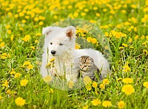 Puppy and kitten lying together in dandelions