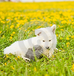 Puppy and kitten lying together on green grass