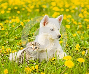 Puppy and kitten lying together on the lawn of dandelions
