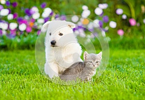 Puppy and kitten sitting on green grass