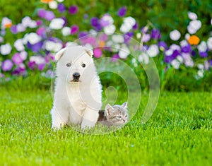 Puppy and kitten sitting on green grass together