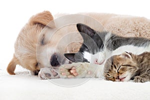 Puppy and kitten sleeps photo