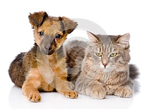 Puppy and kitten together. isolated on white background