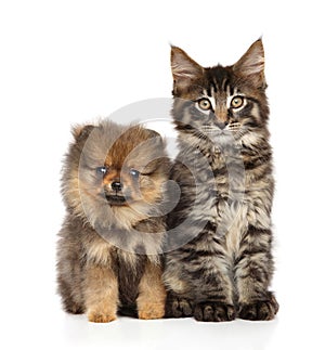 Puppy and kitten together on white background.